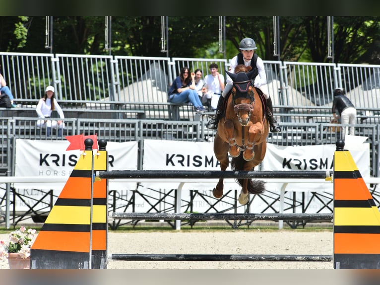 Cavallo sportivo irlandese Castrone 12 Anni 183 cm Sauro in Villach Landskron