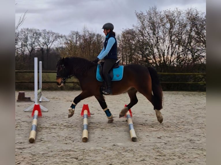 Cavallo sportivo irlandese Mix Castrone 13 Anni 142 cm Baio in Rosendahl