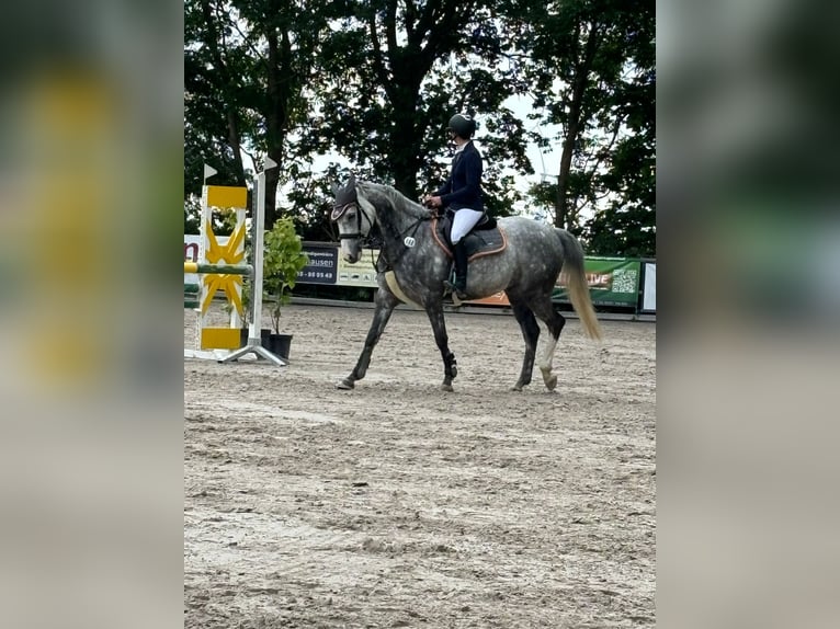 Cavallo sportivo irlandese Castrone 13 Anni 160 cm Grigio pezzato in Titz