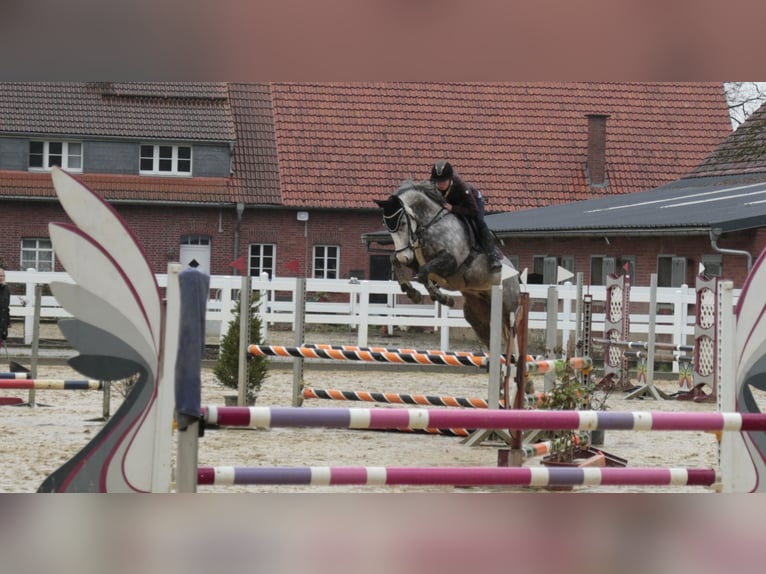 Cavallo sportivo irlandese Castrone 13 Anni 160 cm Grigio pezzato in Titz