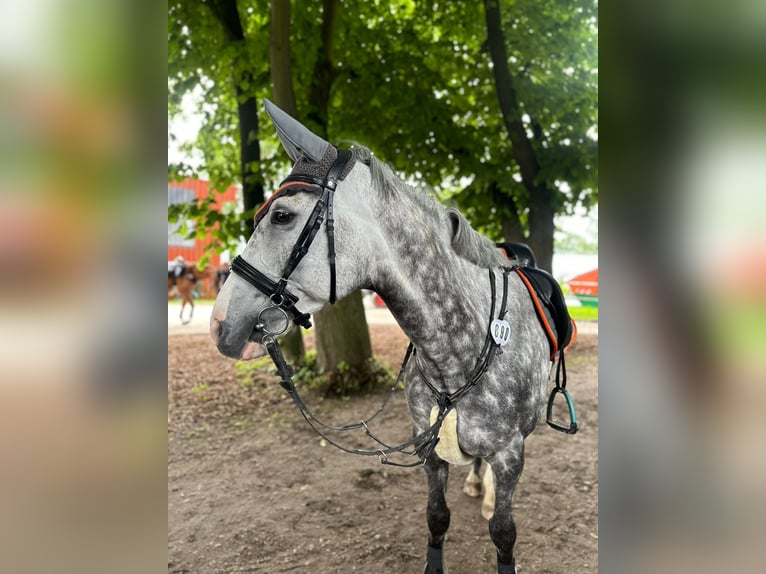 Cavallo sportivo irlandese Castrone 13 Anni 160 cm Grigio pezzato in Titz