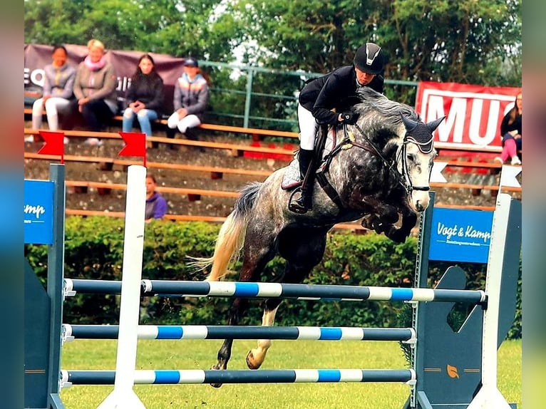 Cavallo sportivo irlandese Castrone 13 Anni 160 cm Grigio pezzato in Titz