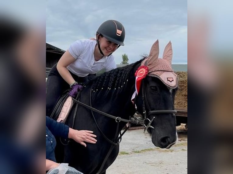 Cavallo sportivo irlandese Castrone 13 Anni 163 cm Morello in Meath