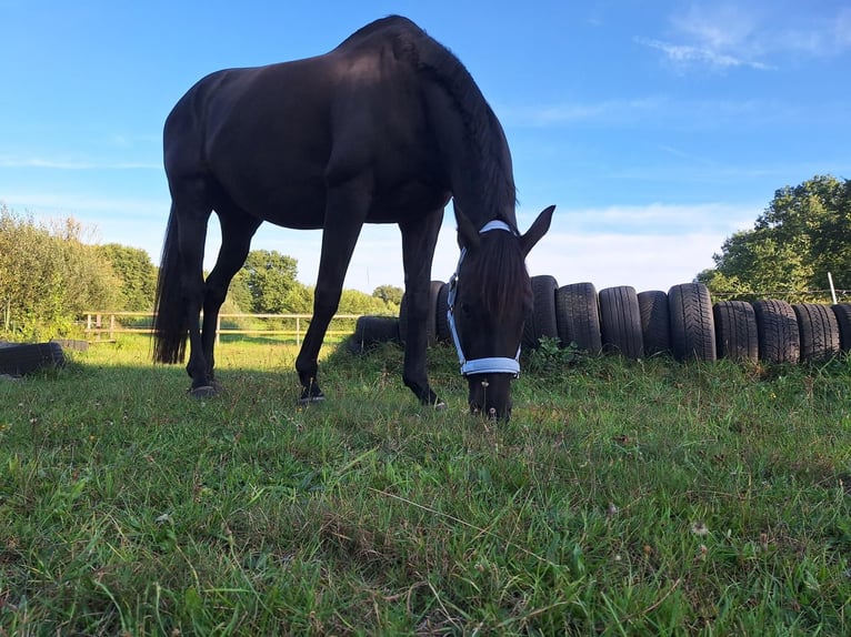Cavallo sportivo irlandese Castrone 13 Anni 163 cm Morello in Breiholz