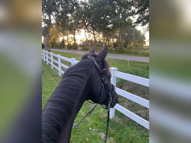 Cavallo sportivo irlandese Castrone 13 Anni 163 cm Morello in Breiholz