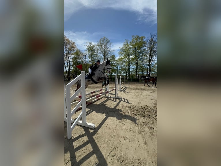 Cavallo sportivo irlandese Castrone 13 Anni 164 cm Grigio pezzato in Werne