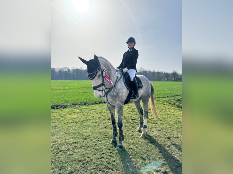 Cavallo sportivo irlandese Castrone 13 Anni 164 cm Grigio pezzato in Werne