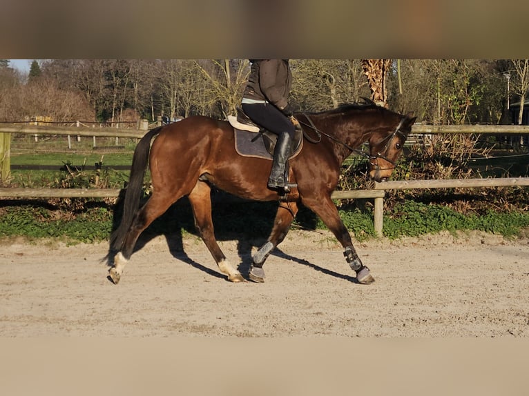 Cavallo sportivo irlandese Mix Castrone 13 Anni 165 cm Baio in Wachtendonk