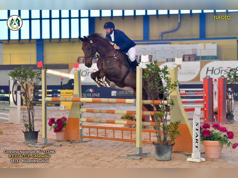 Cavallo sportivo irlandese Castrone 13 Anni 172 cm Sauro scuro in Fidenza