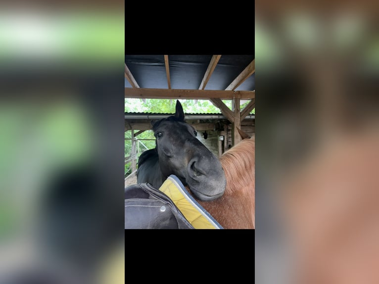 Cavallo sportivo irlandese Castrone 13 Anni 175 cm Baio scuro in Osterburg