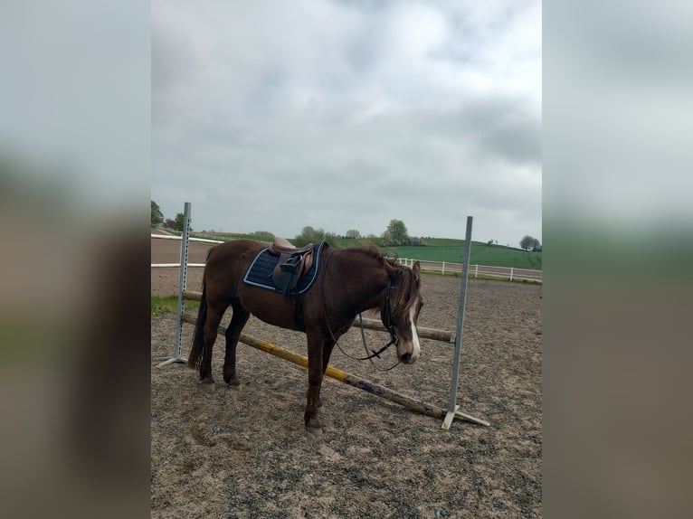 Cavallo sportivo irlandese Mix Castrone 14 Anni 139 cm Pelle di daino in Malmö