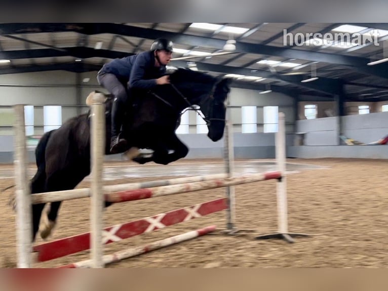 Cavallo sportivo irlandese Castrone 14 Anni 160 cm Morello in Mayo