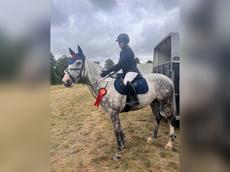 Cavallo sportivo irlandese Castrone 14 Anni 164 cm Grigio pezzato in Selm