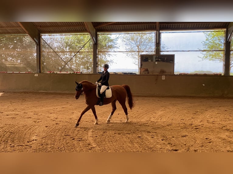 Cavallo sportivo irlandese Castrone 14 Anni 165 cm Sauro in Mainz