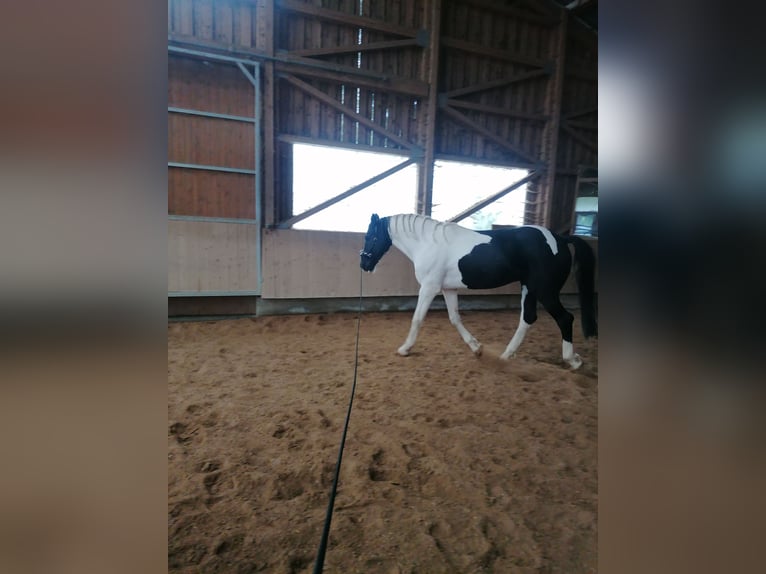 Cavallo sportivo irlandese Castrone 14 Anni 170 cm Pezzato in Heidenheim an der Brenz