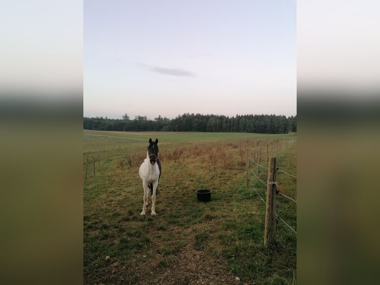 Cavallo sportivo irlandese Castrone 14 Anni 170 cm Pezzato in Heidenheim an der Brenz