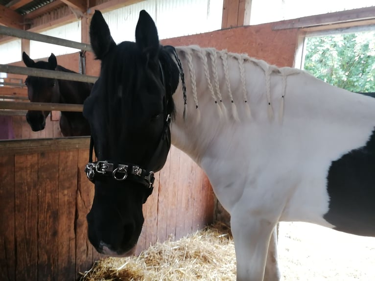 Cavallo sportivo irlandese Castrone 14 Anni 170 cm Pezzato in Heidenheim an der Brenz