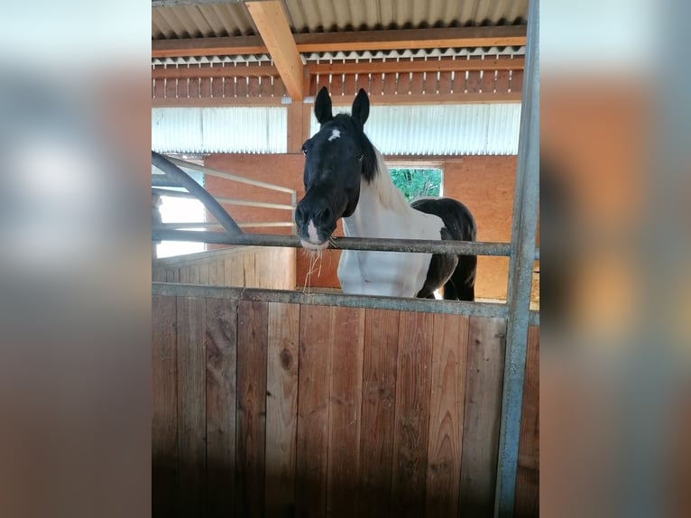 Cavallo sportivo irlandese Castrone 14 Anni 170 cm Pezzato in Heidenheim an der Brenz