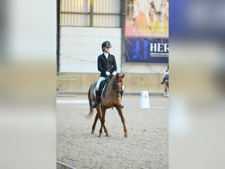Cavallo sportivo irlandese Castrone 15 Anni 143 cm Sauro in Doorn