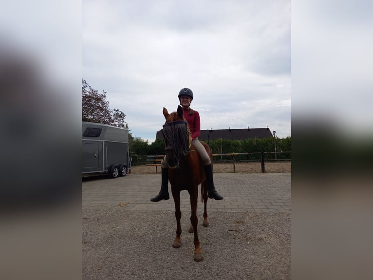 Cavallo sportivo irlandese Castrone 15 Anni 143 cm Sauro in Doorn