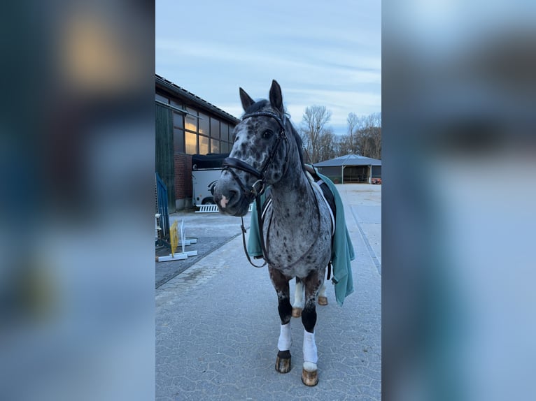 Cavallo sportivo irlandese Castrone 15 Anni 148 cm in Ennepetal