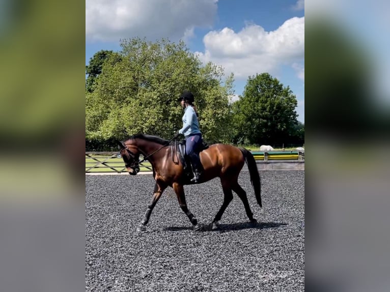 Cavallo sportivo irlandese Castrone 15 Anni 158 cm Baio ciliegia in Handorf