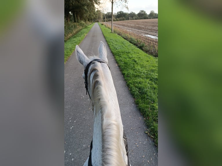 Cavallo sportivo irlandese Castrone 15 Anni 164 cm Grigio in Rhauderfehn