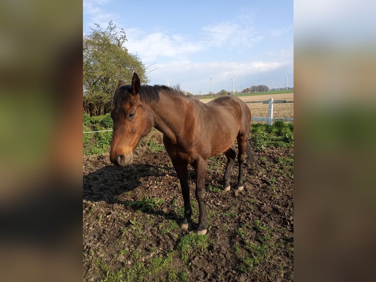 Cavallo sportivo irlandese Castrone 15 Anni 166 cm Baio in Unna