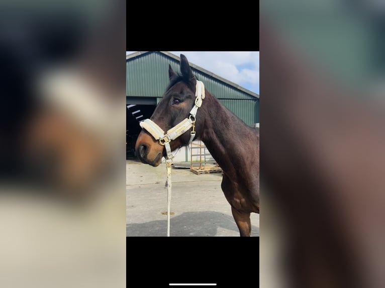 Cavallo sportivo irlandese Castrone 15 Anni 166 cm Baio nero in Ysselsteyn
