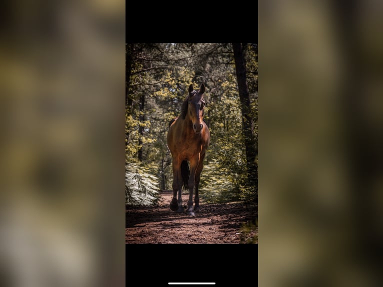 Cavallo sportivo irlandese Castrone 15 Anni 166 cm Baio nero in Ysselsteyn