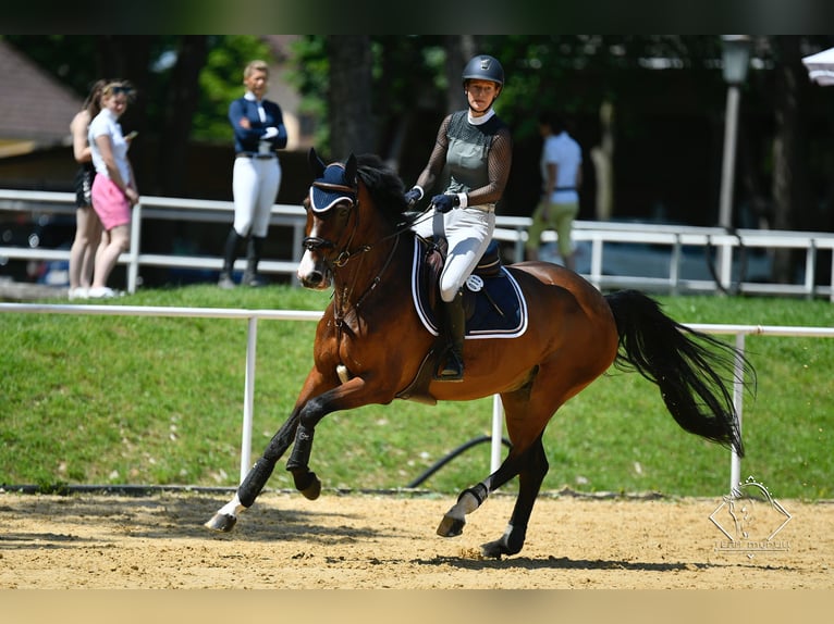 Cavallo sportivo irlandese Castrone 15 Anni 168 cm Baio in Moosach
