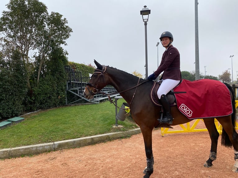 Cavallo sportivo irlandese Castrone 15 Anni 168 cm Baio in Moosach