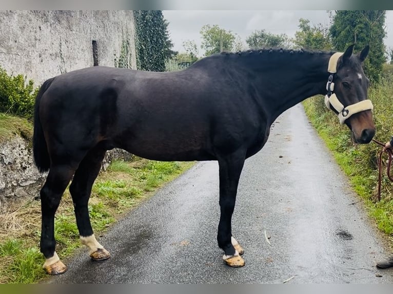 Cavallo sportivo irlandese Castrone 15 Anni 168 cm  in Sligo