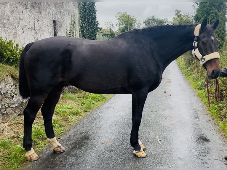 Cavallo sportivo irlandese Castrone 15 Anni 168 cm  in Sligo