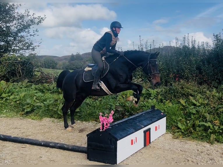 Cavallo sportivo irlandese Castrone 15 Anni 168 cm  in Sligo