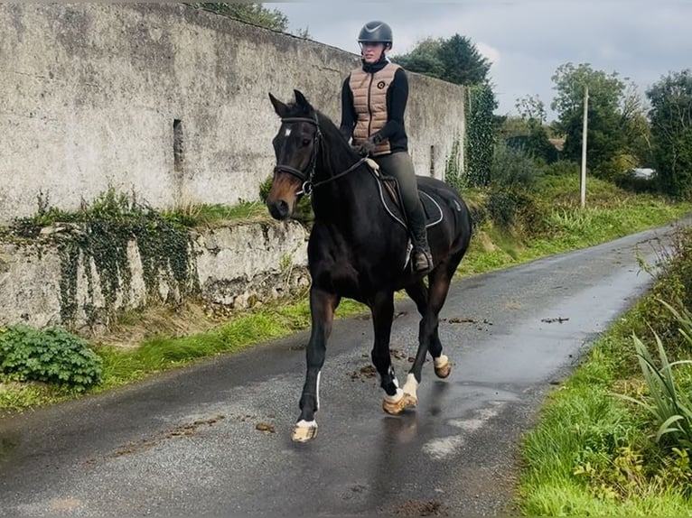 Cavallo sportivo irlandese Castrone 15 Anni 168 cm  in Sligo