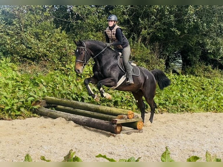 Cavallo sportivo irlandese Castrone 15 Anni 168 cm  in Sligo
