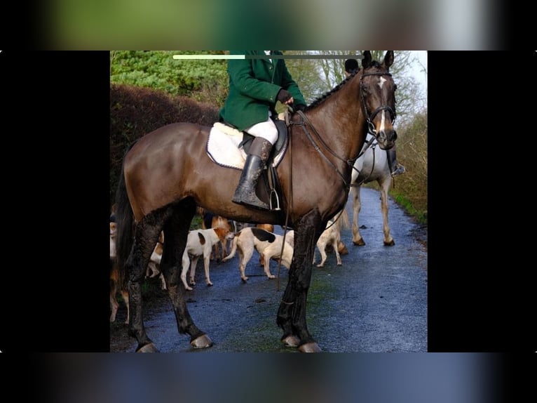 Cavallo sportivo irlandese Castrone 15 Anni 170 cm Baio ciliegia in Lismore