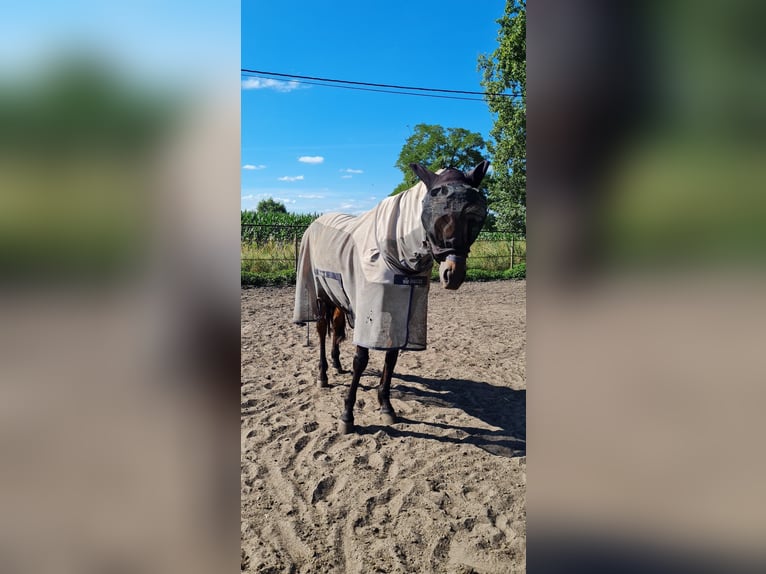 Cavallo sportivo irlandese Castrone 15 Anni 175 cm Baio in Minderhout