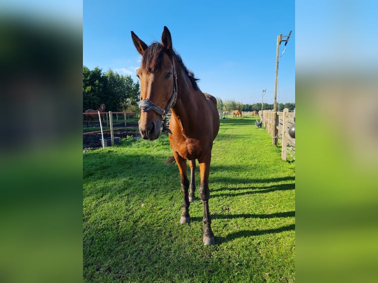 Cavallo sportivo irlandese Castrone 15 Anni 175 cm Baio in Minderhout