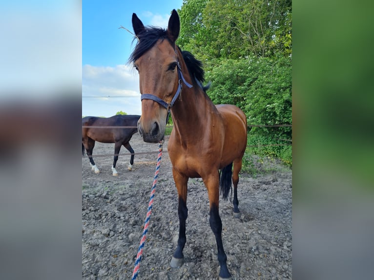 Cavallo sportivo irlandese Castrone 15 Anni 175 cm Baio in Minderhout