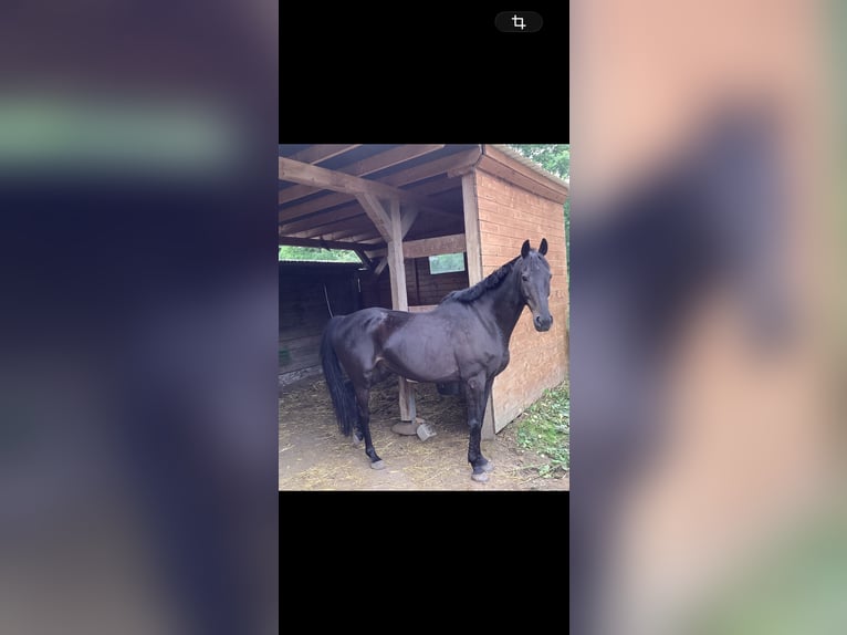 Cavallo sportivo irlandese Castrone 15 Anni 175 cm Baio scuro in Polkern