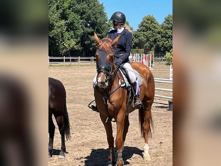 Cavallo sportivo irlandese Castrone 15 Anni 180 cm Sauro in Putte