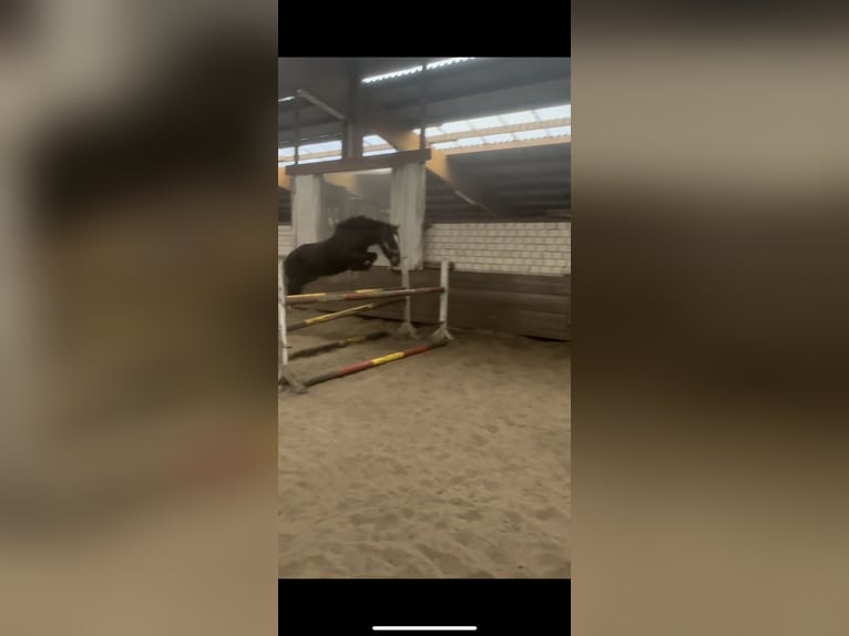 Cavallo sportivo irlandese Castrone 15 Anni Morello in Storkow