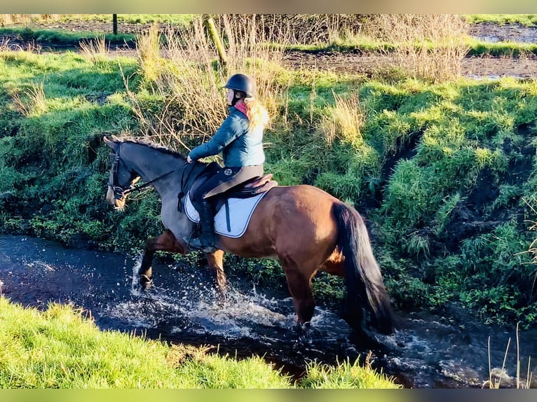 Cavallo sportivo irlandese Castrone 16 Anni 148 cm Baio in Mountrath