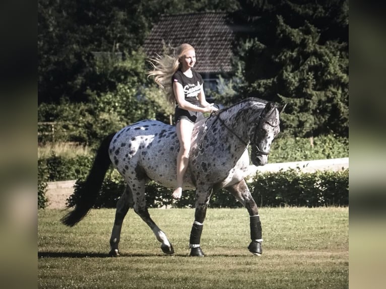 Cavallo sportivo irlandese Castrone 16 Anni 148 cm in Ennepetal