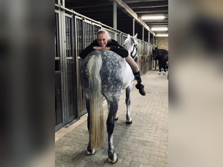 Cavallo sportivo irlandese Castrone 16 Anni 155 cm Grigio in Hilter am Teutoburger Wald