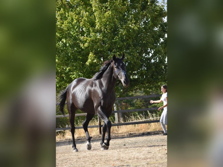 Cavallo sportivo irlandese Castrone 16 Anni 158 cm Morello in Burgbrohl