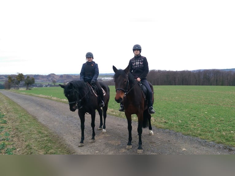 Cavallo sportivo irlandese Castrone 16 Anni 158 cm Morello in Burgbrohl