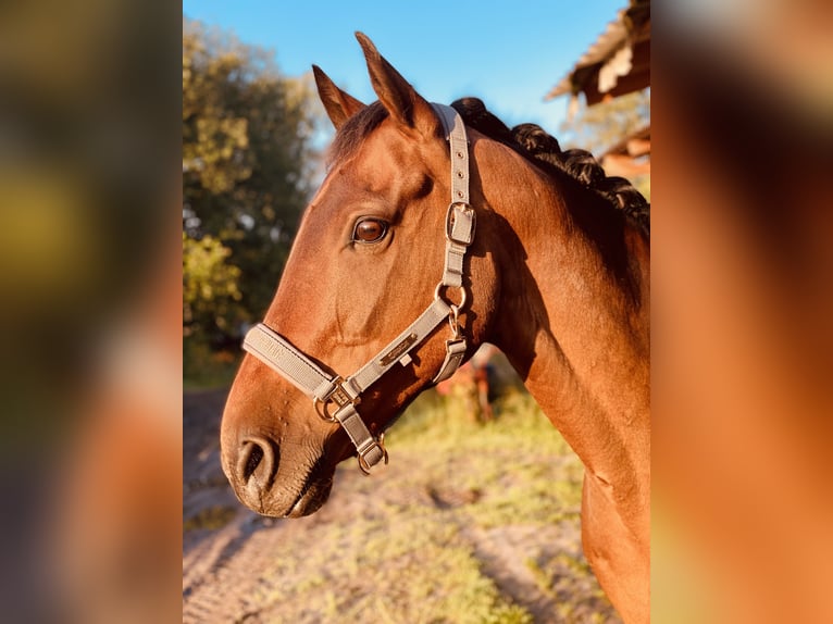 Cavallo sportivo irlandese Castrone 16 Anni 162 cm Baio in Emsdetten